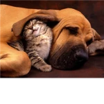 All animal lovers